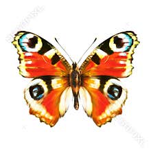 Butterfly, hand drawing, on a white