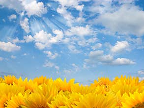 Sunflowers and blue sky