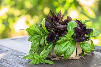 fresh green and red basil herb leaves mix on garden background. Sweet Genovese basil and Purple Dark Opal Basil.