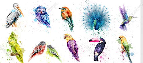 Watercolor birds set Vector. Peacock, owl, pelican, parrot, humming birds collections