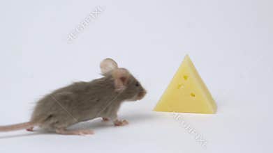 Cute little mouse eating cheese