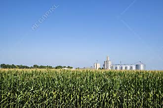 Field corn,row crop