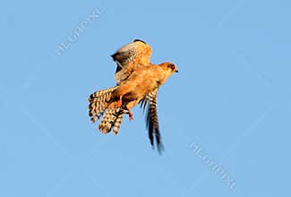 A female red footed falcon is shot in flight