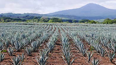 View of a Blue Agave field