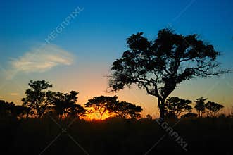 Sunset in the African bush (South Africa)