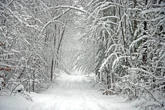 Scenic Tree Lined Winter Road