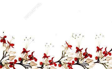 Red and black butterfly flower border