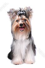 Cute yorkshire terrier sitting isolated on white
