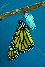 Monarch Butterfly Emerging From Chrysalis