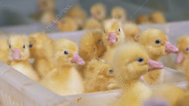Ducklings are in white box at a poultry, close up. Poultry farming, poultry industry, poultry production.