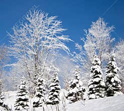 Winter trees against a blue sky.