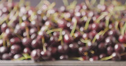 Close-up of a wet red ripe juicy cherries on a tray of steel. Changing focus of berries background. Drops of water on
