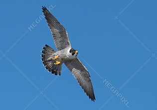 Peregrine Falcon Flying in the Sky