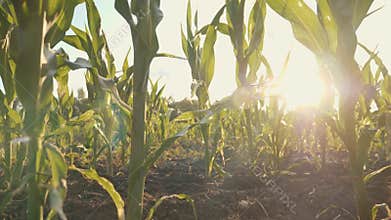 Beautiful corn field at sunset
