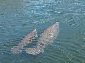 Manatee with Baby