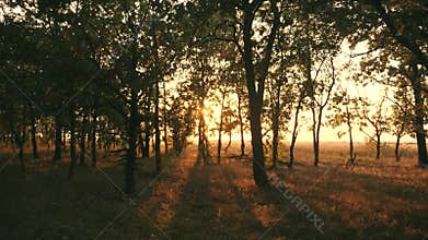 Sunset in an oak forest. Autumn forest at sunset. Video in motion