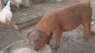 Young red pig of Duroc breed eats crushed grain from aluminum basin along with White Leghorn chickens