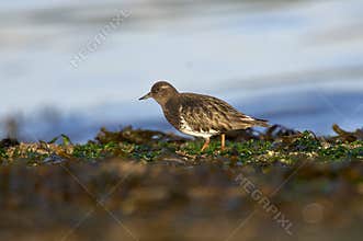 Black Turnstone Arenaria melanocephala on a beach