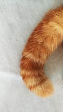 Close up of cat tail