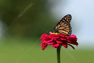 Monarch Butterfly