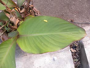 Big green leaf of Canna lily plant