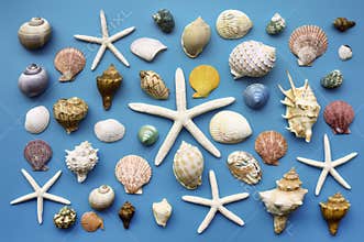 Summer concept. Starfish and seashells