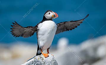 Atlantic Puffin in Maine