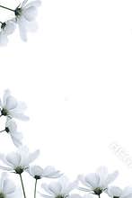 White flowers border