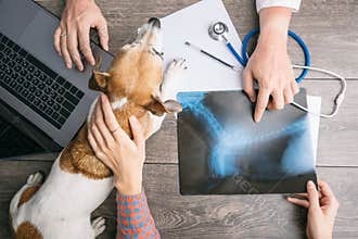 Veterinary examination consultation with an X-ray. Dog and owners and doctors hands on the table with computer.