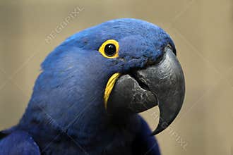 Hyacinth macaw