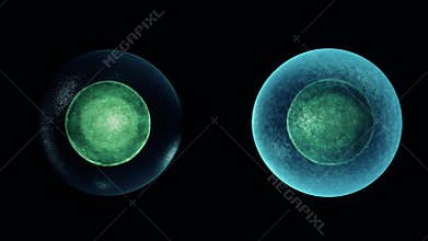 Realistic cell division on a dark background