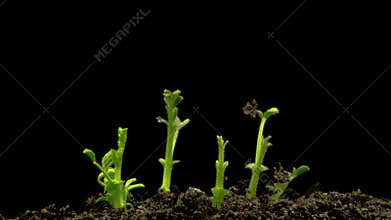 Chickpeas seeds germination on black background