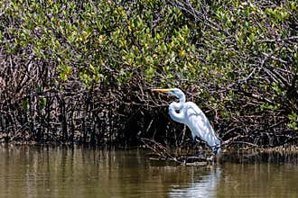 Great Egret in the Tall Grass in Port Aransas Texas
