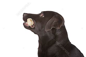 Profile of Labrador with Bone