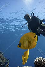 Scuba Diver in tropical sea
