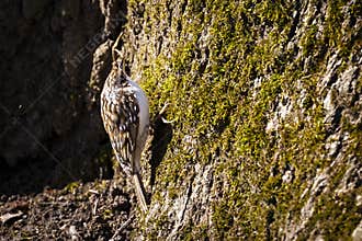 Eurasian treecreeper / common treecreeper / Certhia familiaris