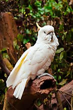 Sulphur Crested Cockatoo on its Perch