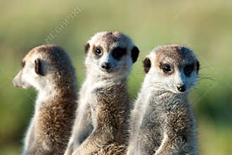 Meerkats in Africa, three cute meerkats guarding in natural habitat, Botswana, Africa
