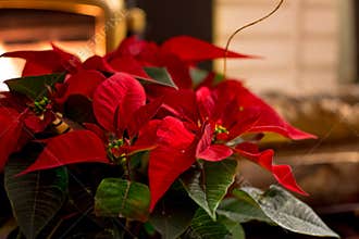 Red poinsettias home decoration next to fireplace in cozy holiday home Christmas card