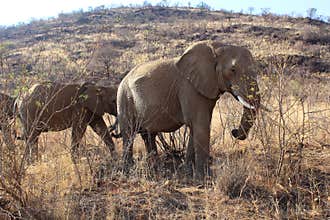 Group of elephants at Pilanesberg National park in South Africa