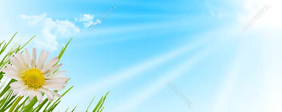 Spring flower, grass and sun background
