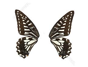 Butterfly wing isolated