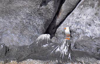Seagul on rock corona Islan Loreto Mexico