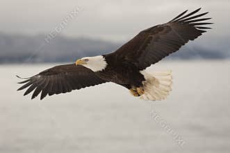 Eagle Flying