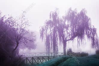 Weeping willow in the fog