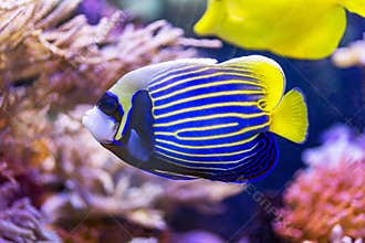 Yellow and blue angel fish