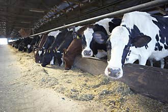 Cow farm agriculture bovine milk