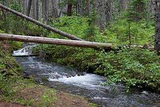 Forest Stream Wilderness Canada Green Environment