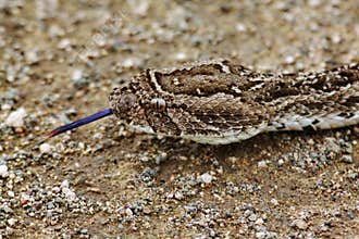Puff Adder