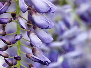 Wisteria